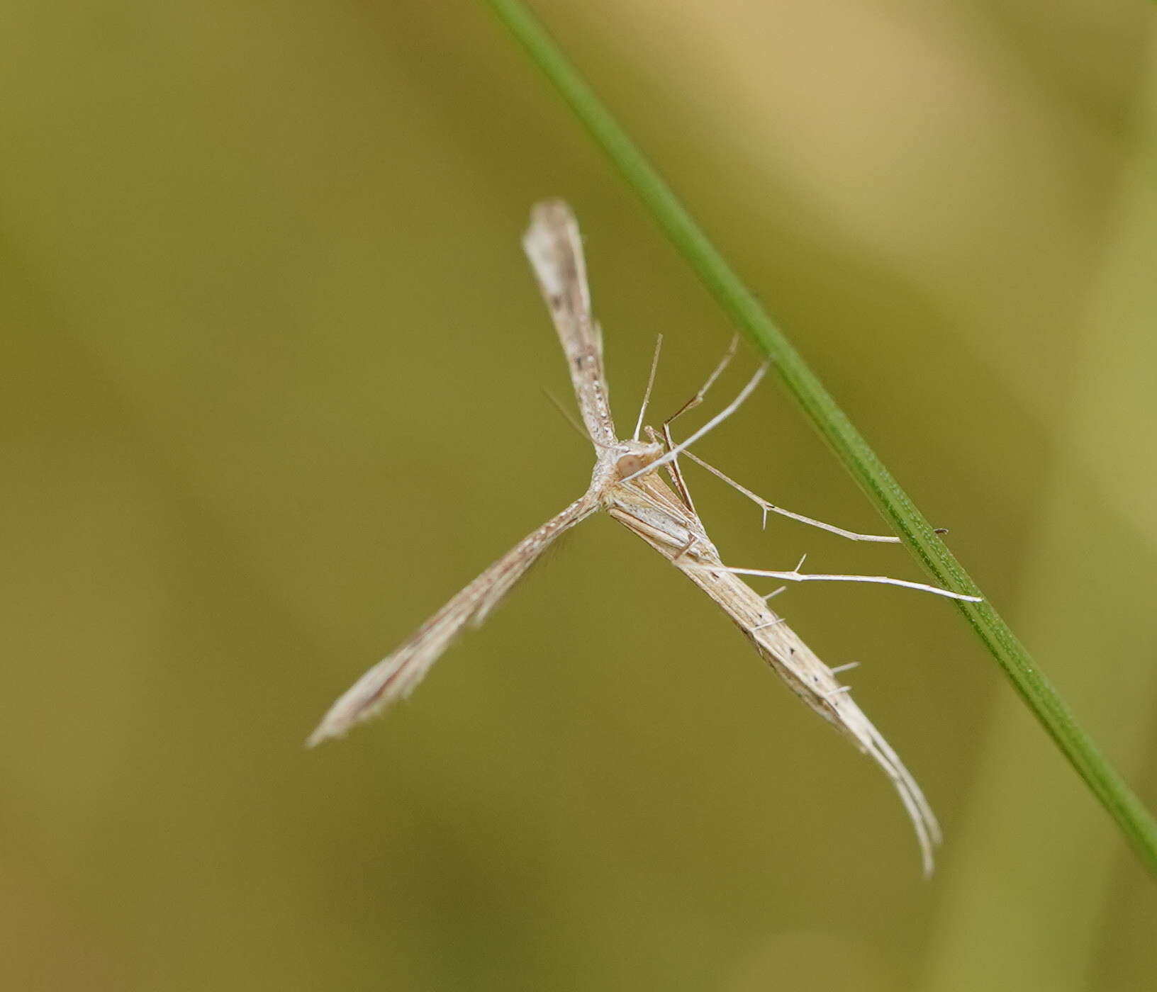 Image de Stenoptilia zophodactylus (Duponchel 1840)