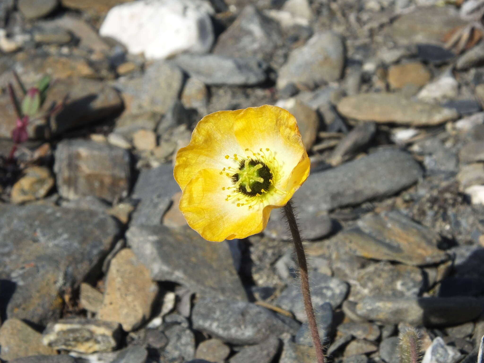 Image of Papaver calcareum V. V. Petrovskii