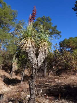 Image de Nolina beldingii Brandegee