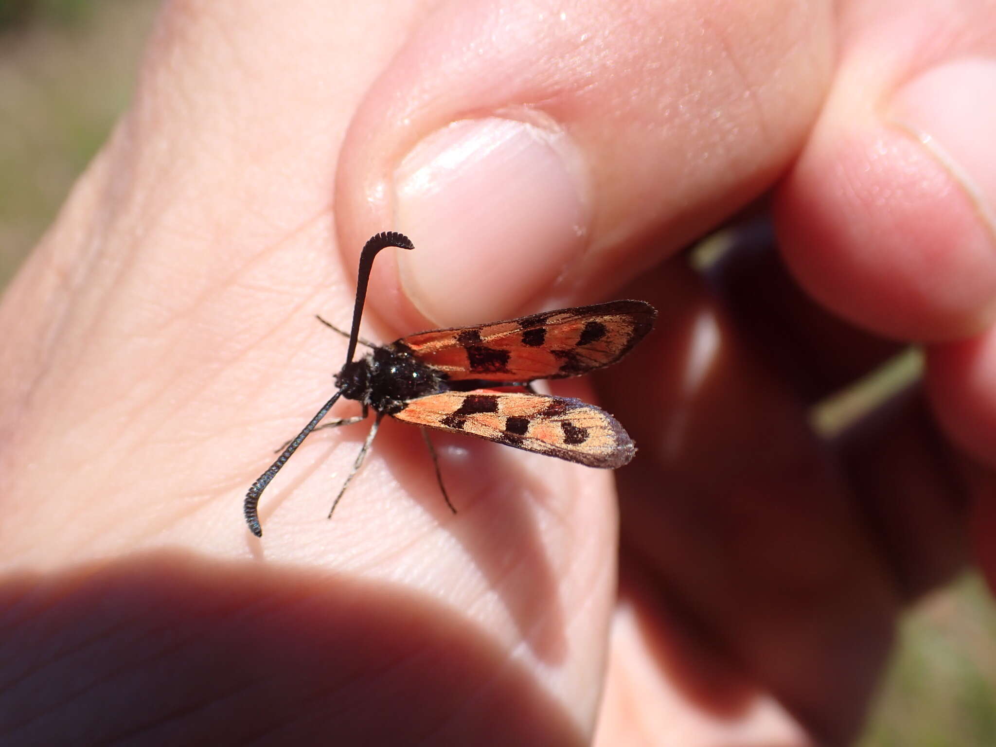 Image of Zygaena hilaris Ochsenheimer 1808