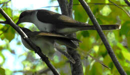 Image of Black-billed Cuckoo