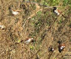 Image of Black-headed Canary