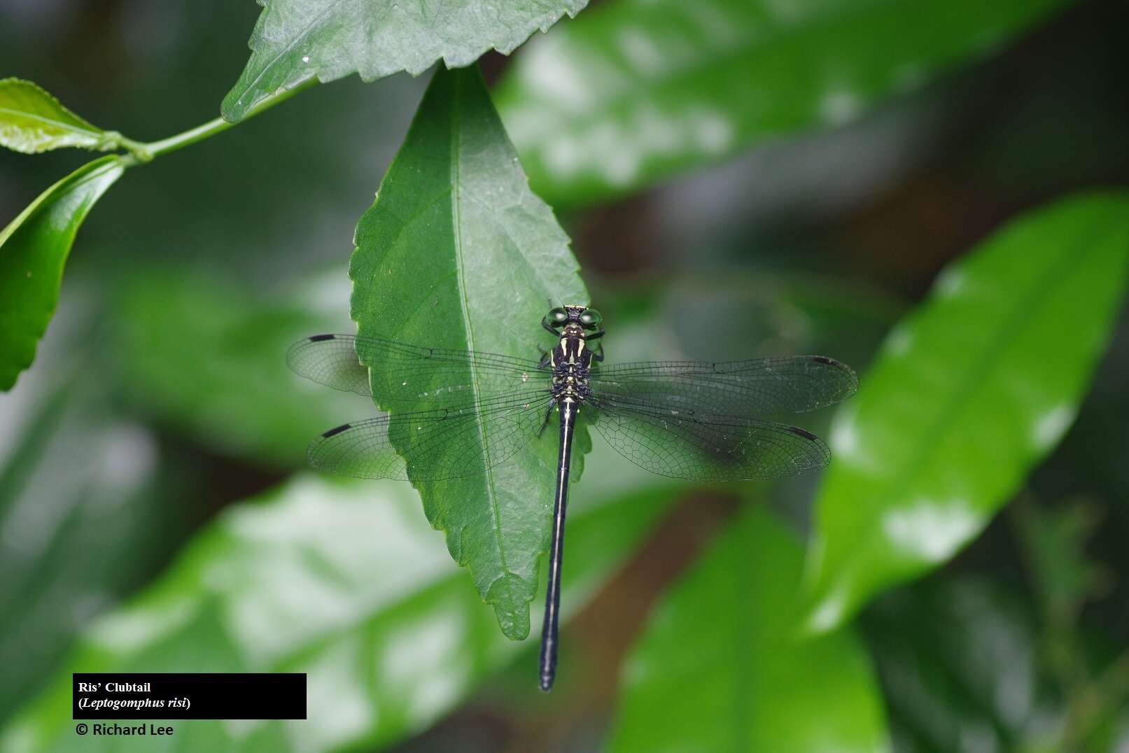 Imagem de Leptogomphus risi Laidlaw 1932