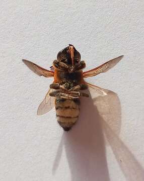 Image of Wooly Wall Bee