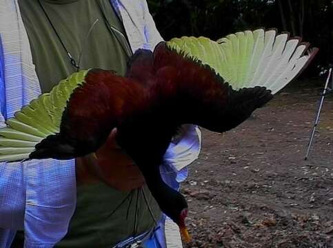 Image of Wattled Jacana