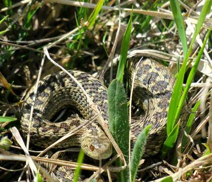 Image of Meadow Viper