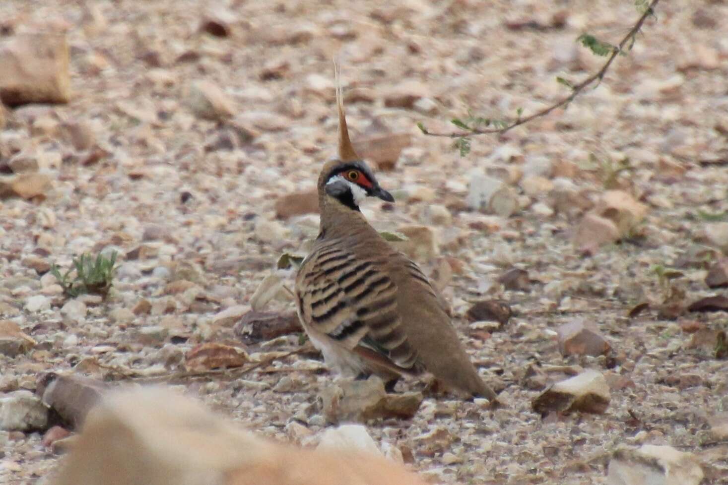 Image of Spinifex Pigeon