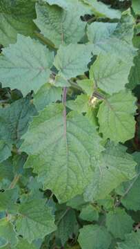 Image of strawberry-tomato