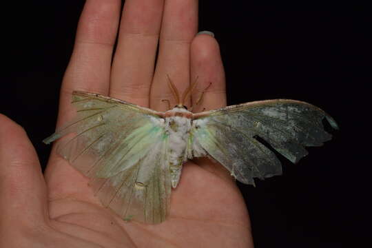 Imagem de Actias aliena (Butler 1879)