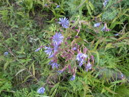 Plancia ëd Lactuca sibirica (L.) Maxim.