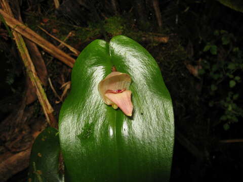 Imagem de Pleurothallis maduroi Luer