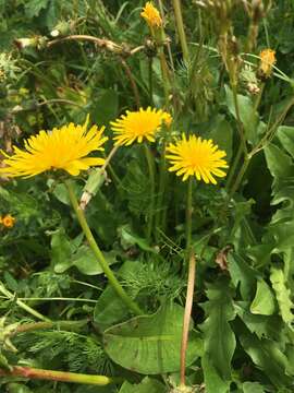 Image of Taraxacum stevenii (Spreng.) DC.