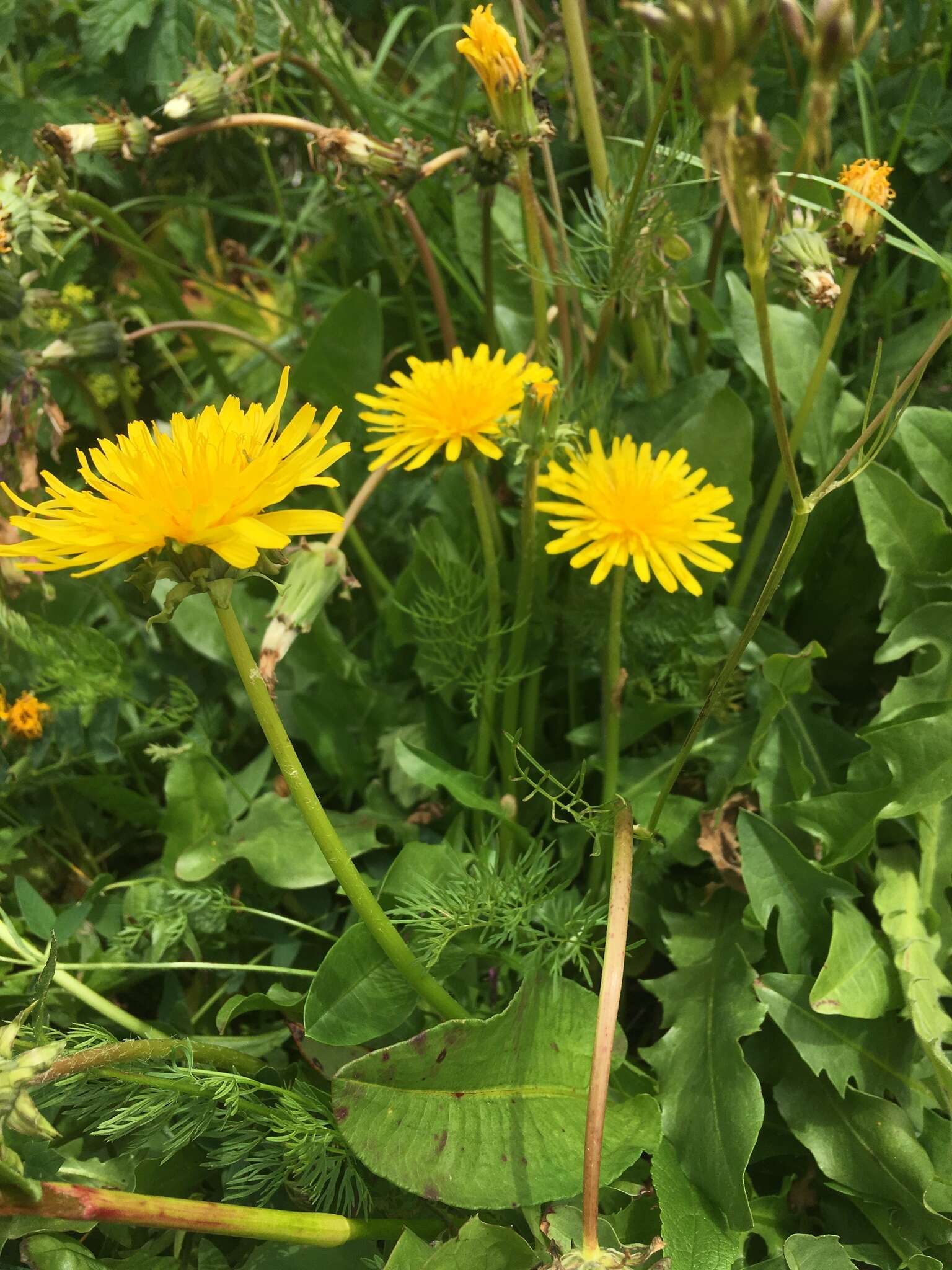 Taraxacum stevenii (Spreng.) DC.的圖片