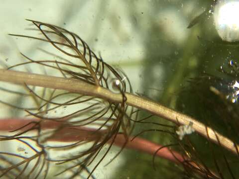 Image of Alternate Water-milfoil