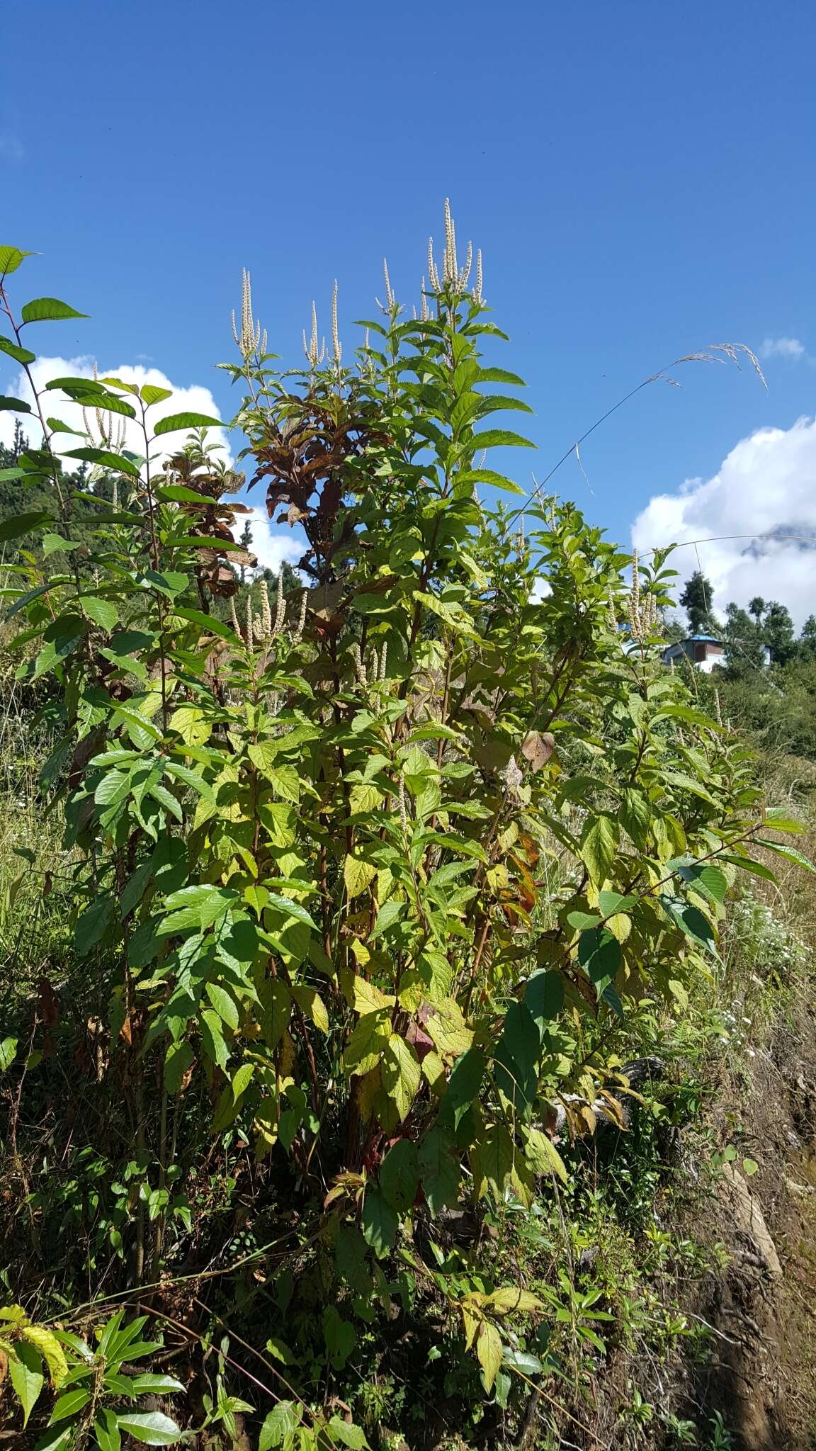 Imagem de Elsholtzia fruticosa (D. Don) Rehder