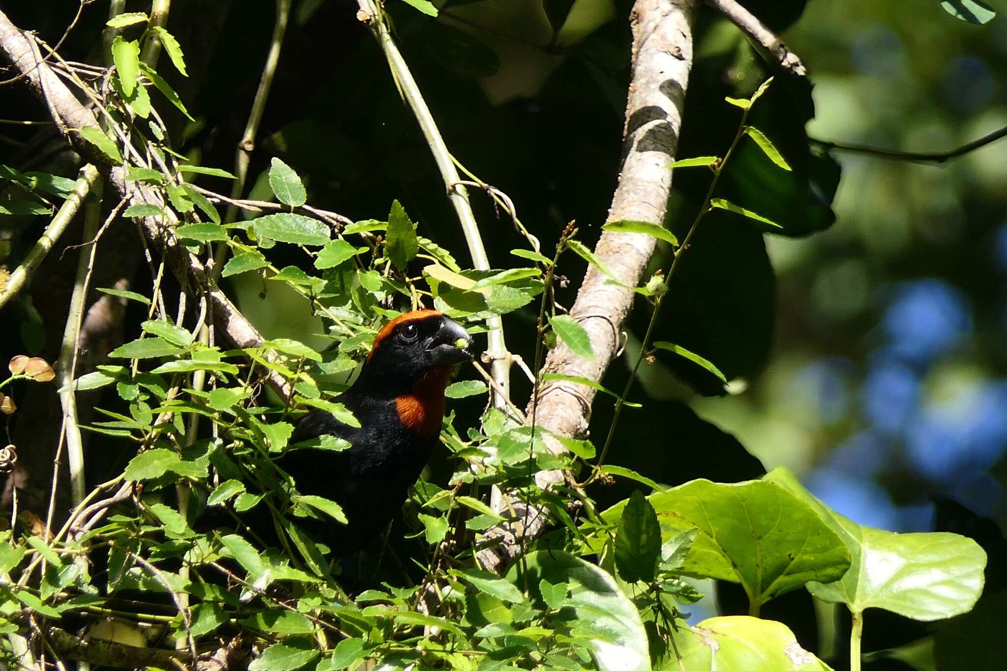 Image of Puerto Rican Bullfinch