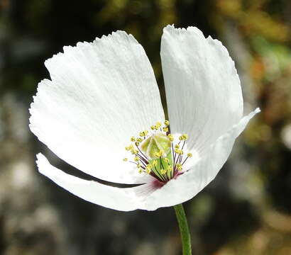 Image of Papaver albiflorum subsp. austromoravicum K. Kubat