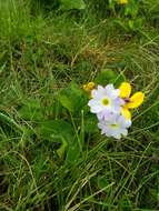 Image of Primula munroi Lindl.