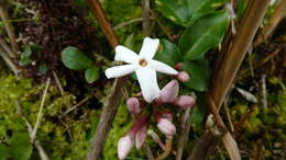 Image of Forest jasmine