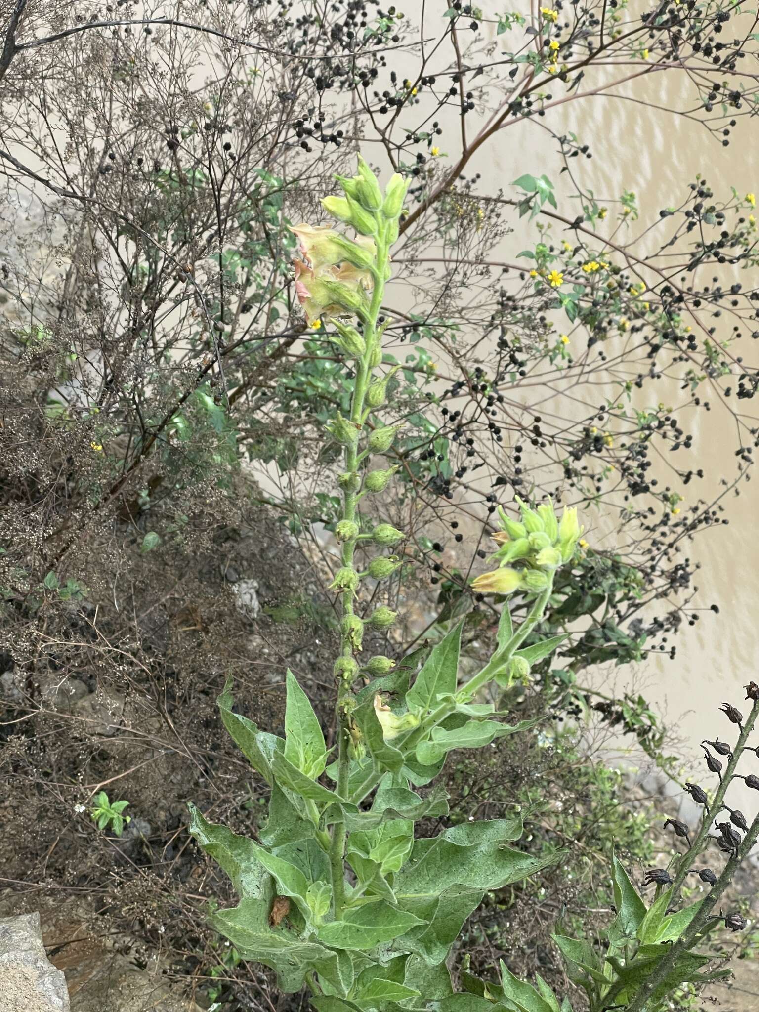 Imagem de Nicotiana glutinosa L.