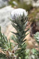 Image of Metalasia muraltiifolia DC.