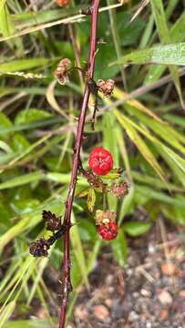 Sivun Rubus argutus Link kuva