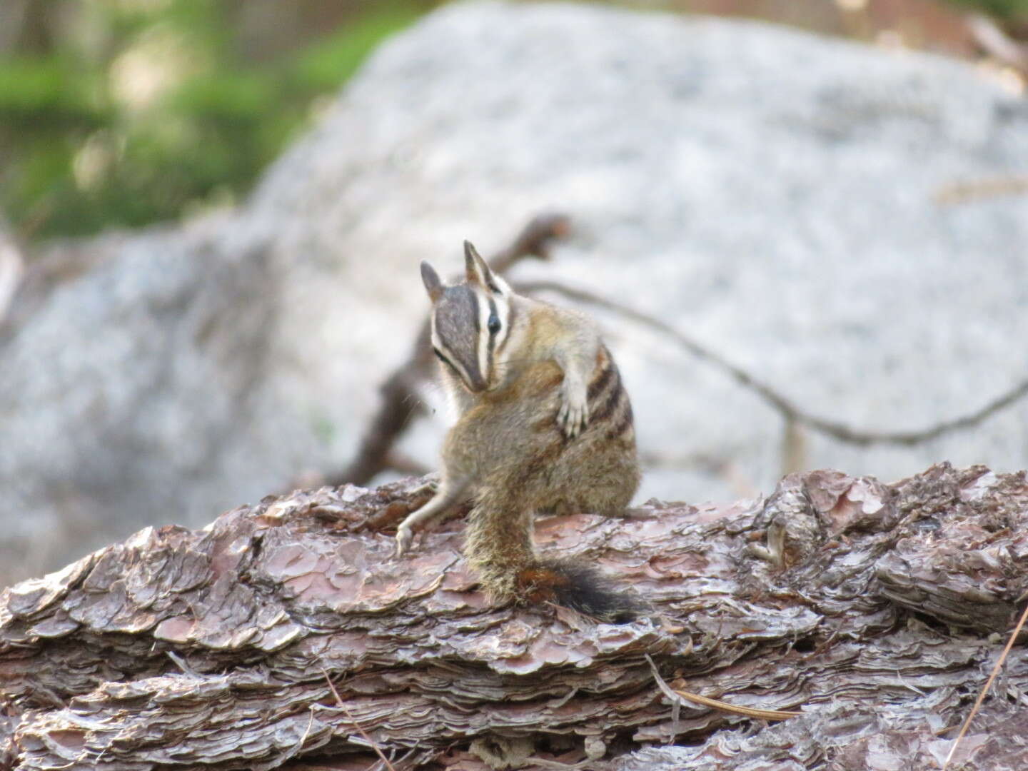 Image of Alpine Chipmunk