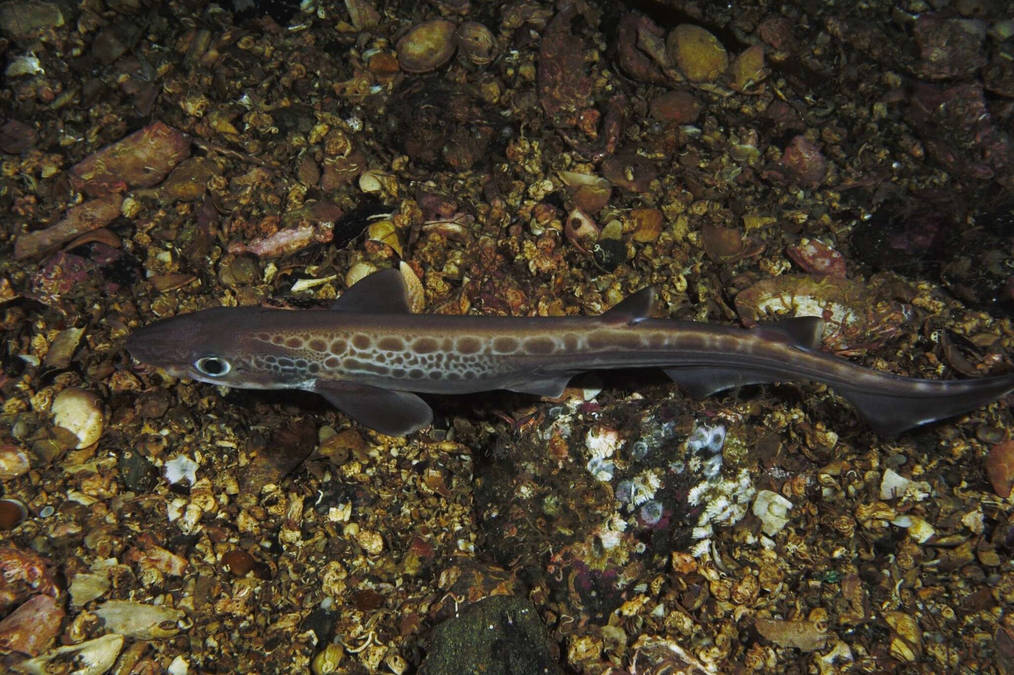 Image of Blackmouth Catshark