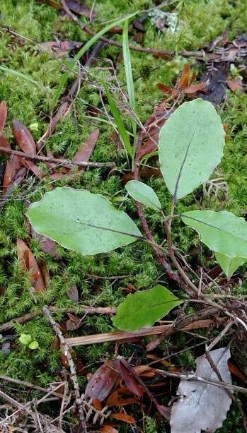 Image de Olearia furfuracea (A. Rich. & Lesson) Hook. fil.