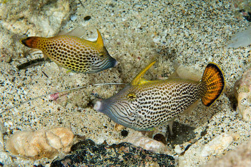 Image of Fantail filefish