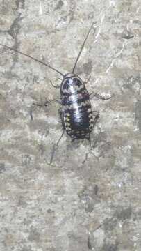 Image of Cockroach