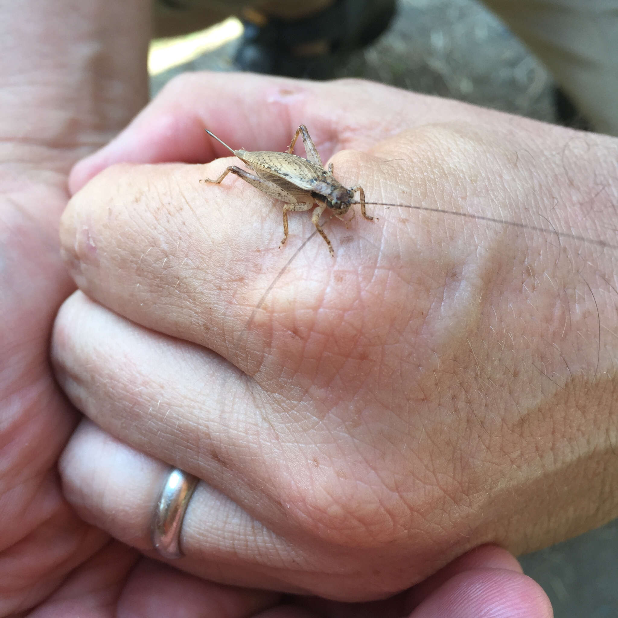 Image of Jumping Bush Cricket