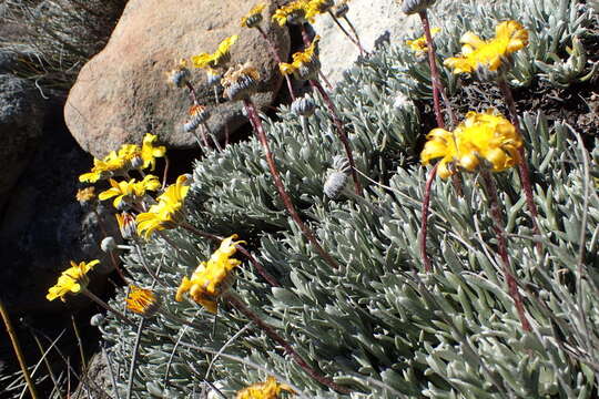 Image of Euryops othonnoides (DC.) B. Nordenst.