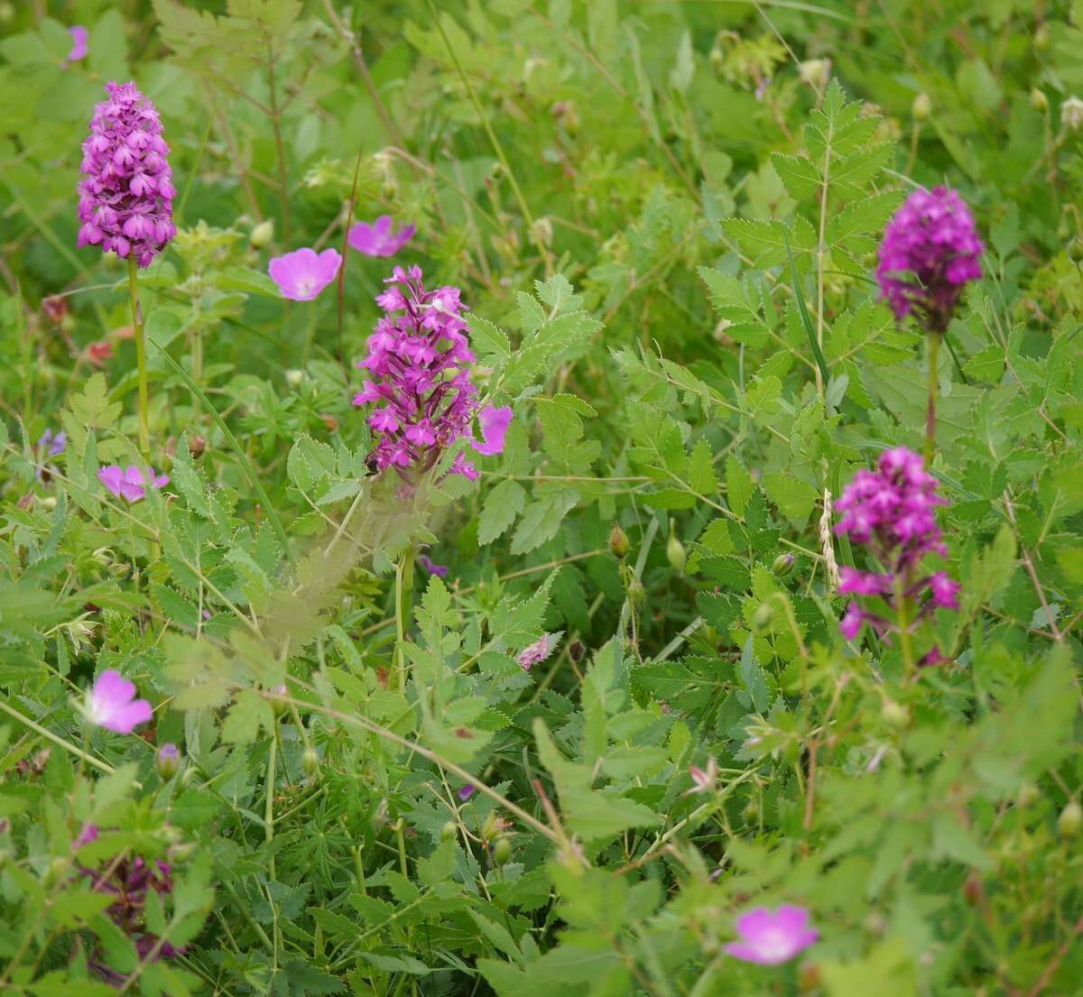 صورة Anacamptis pyramidalis (L.) Rich.