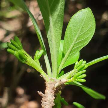 صورة Pavetta gardeniifolia var. subtomentosa K. Schum.