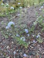 Image of bluehead gilia