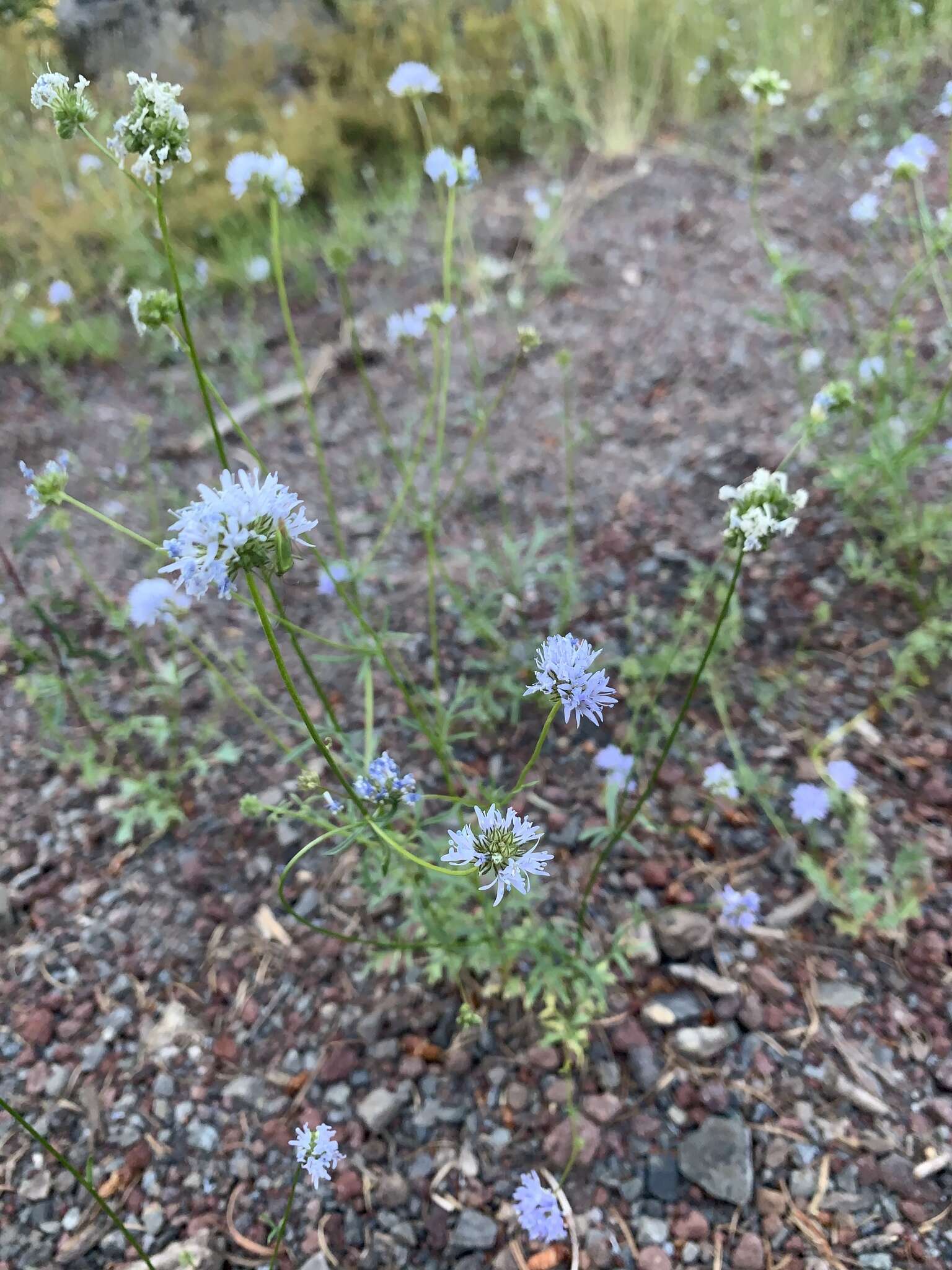 Image of bluehead gilia