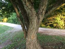 Image of Chinese chestnut