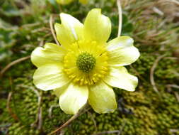 Image de Ranunculus pachyrrhizus Hook. fil.