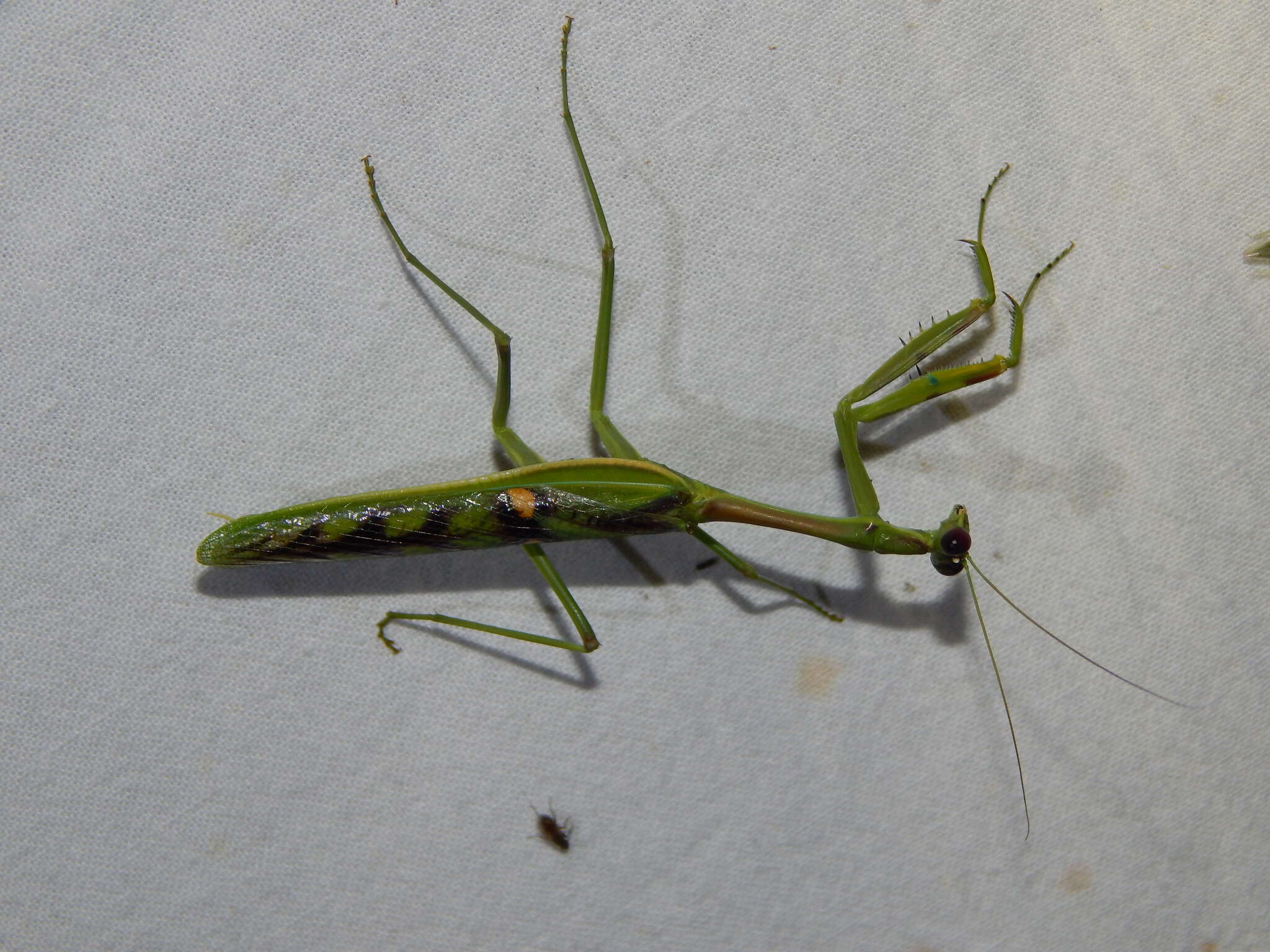 Image of African praying mantis