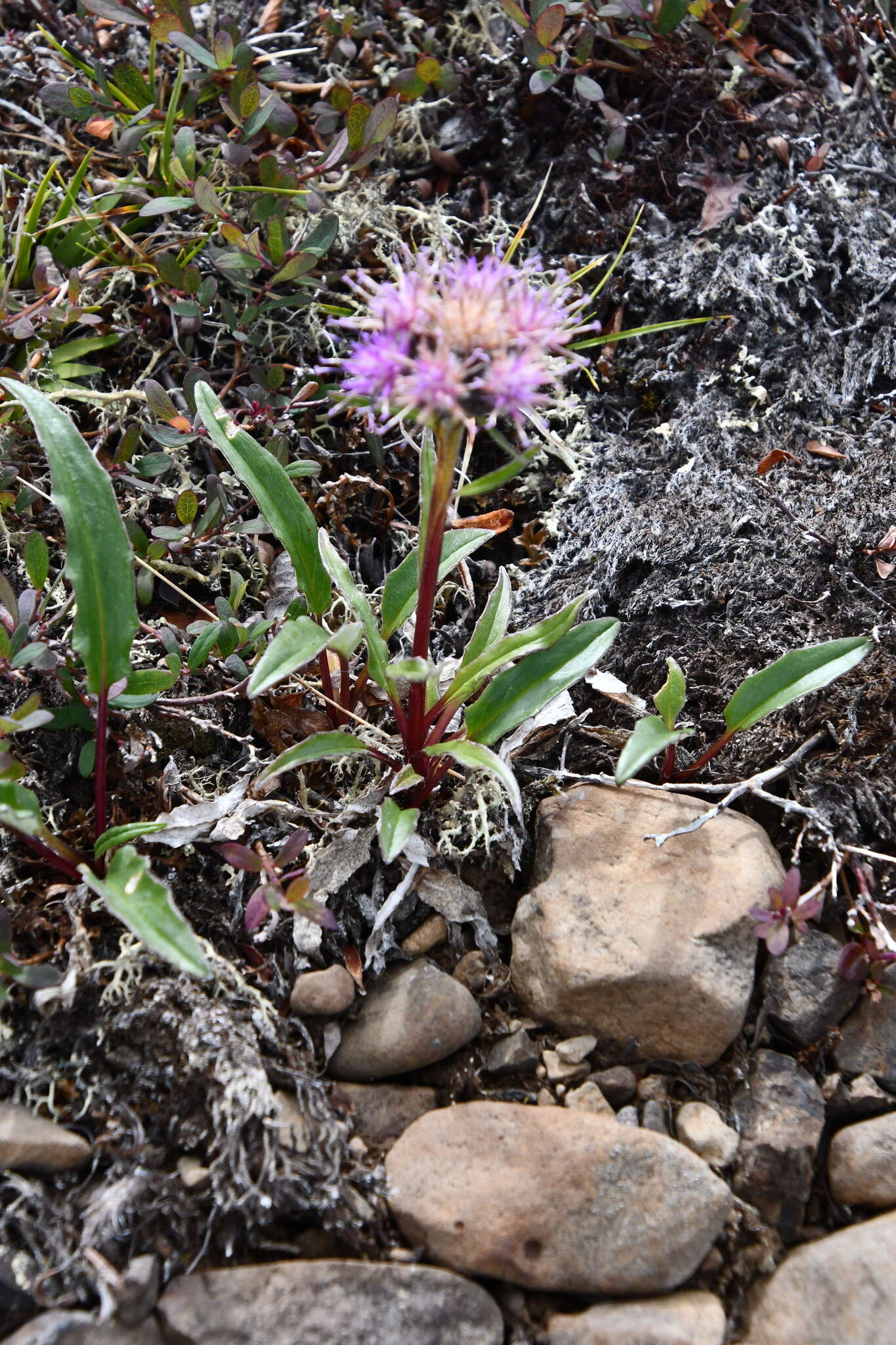 Image of Saussurea tilesii (Ledeb.) Ledeb.