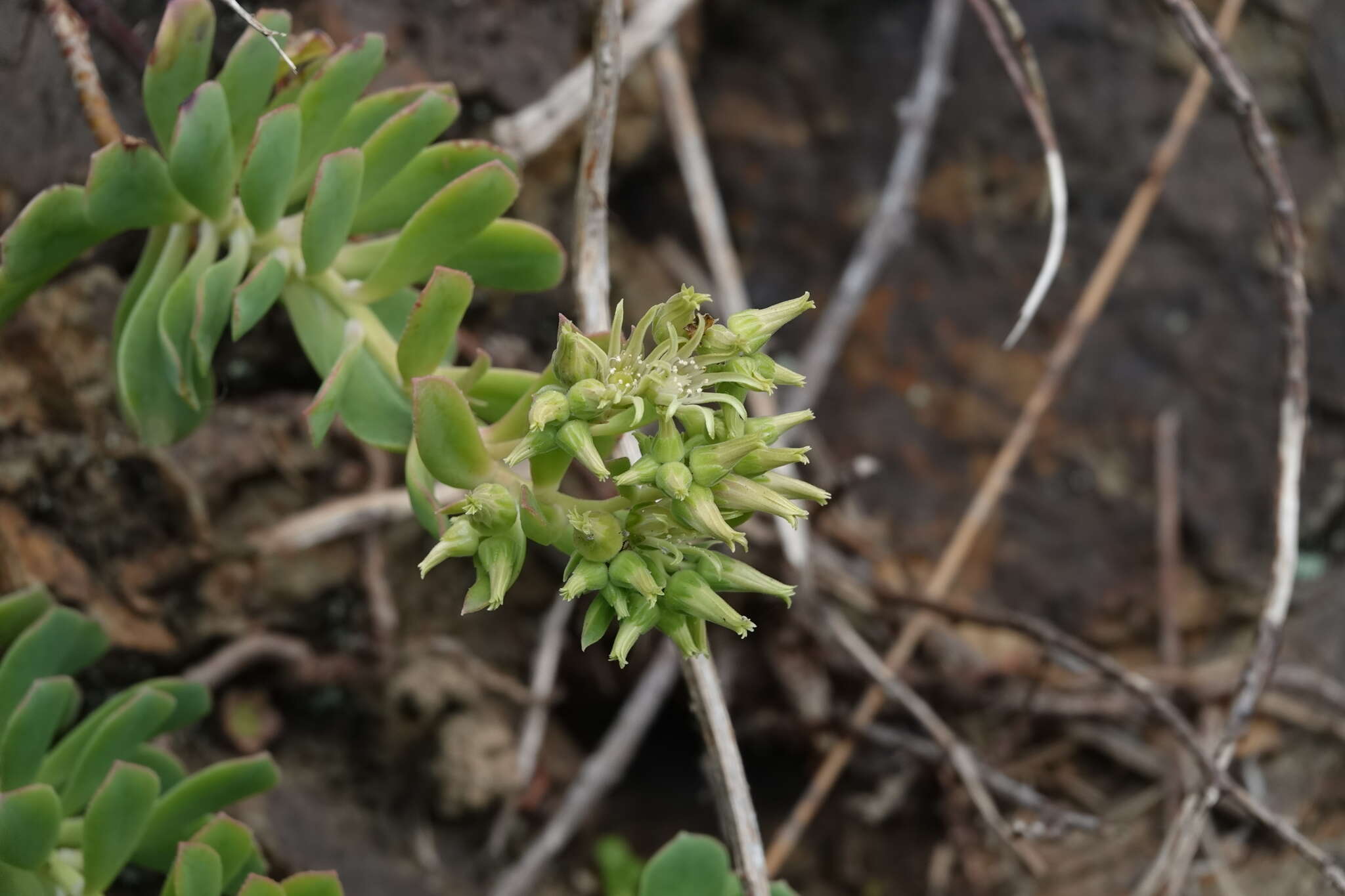 Image of Aeonium castello-paivae C. Bolle