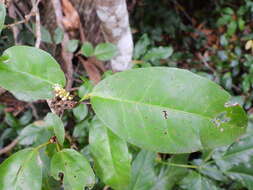 Image de Croton triacros F. Muell.