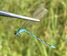 Coenagrion lanceolatum (Selys ex Selys & McLachlan 1872) resmi