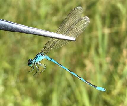 Coenagrion lanceolatum (Selys ex Selys & McLachlan 1872) resmi