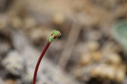 صورة Eriogonum tenellum Torrey