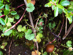 Image of Hydrocotyle setulosa Hayata