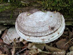 Image of Artist's fungus