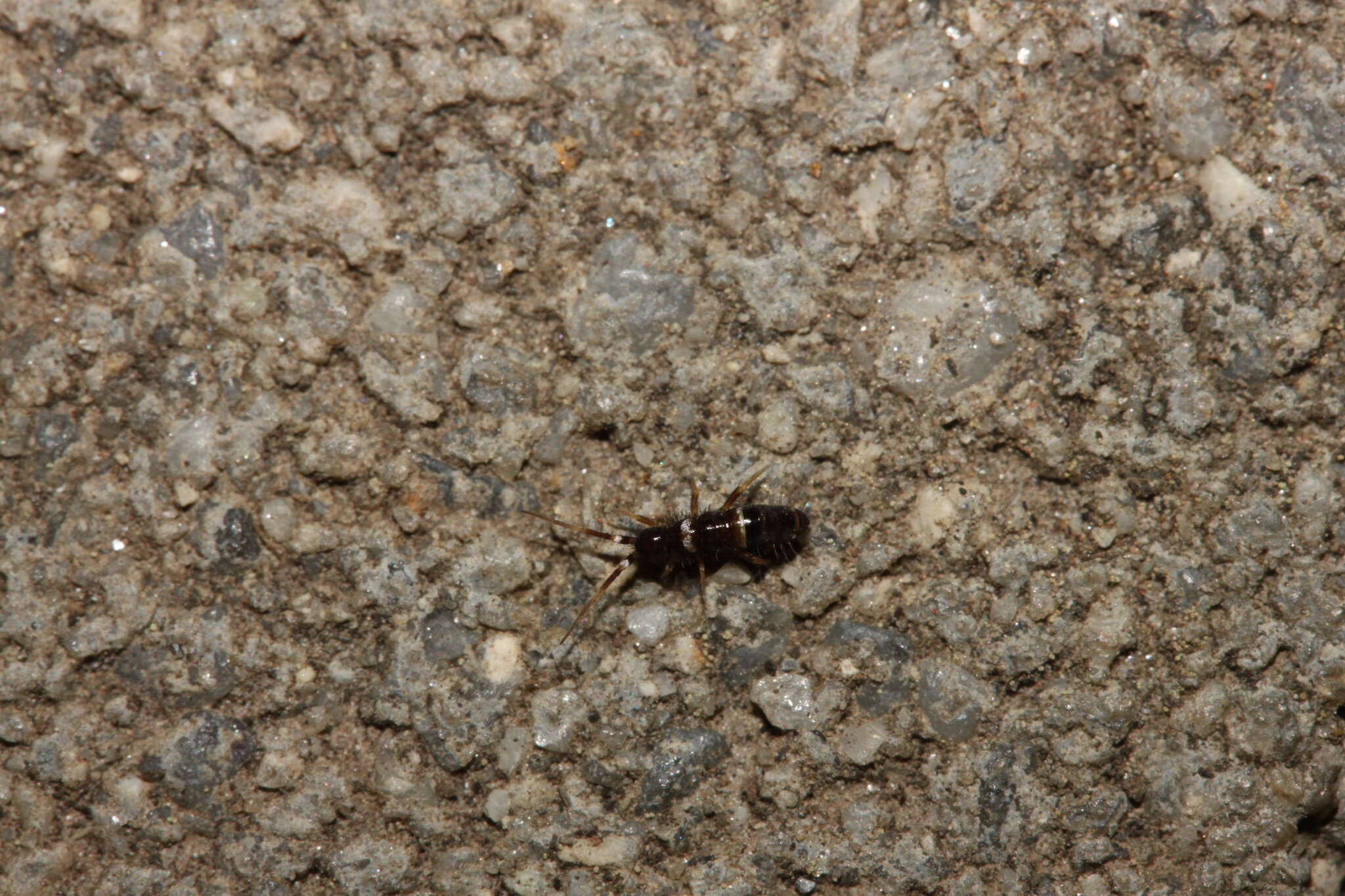 Image of Orchesella cincta argyrotoxa Latzel & R 1917