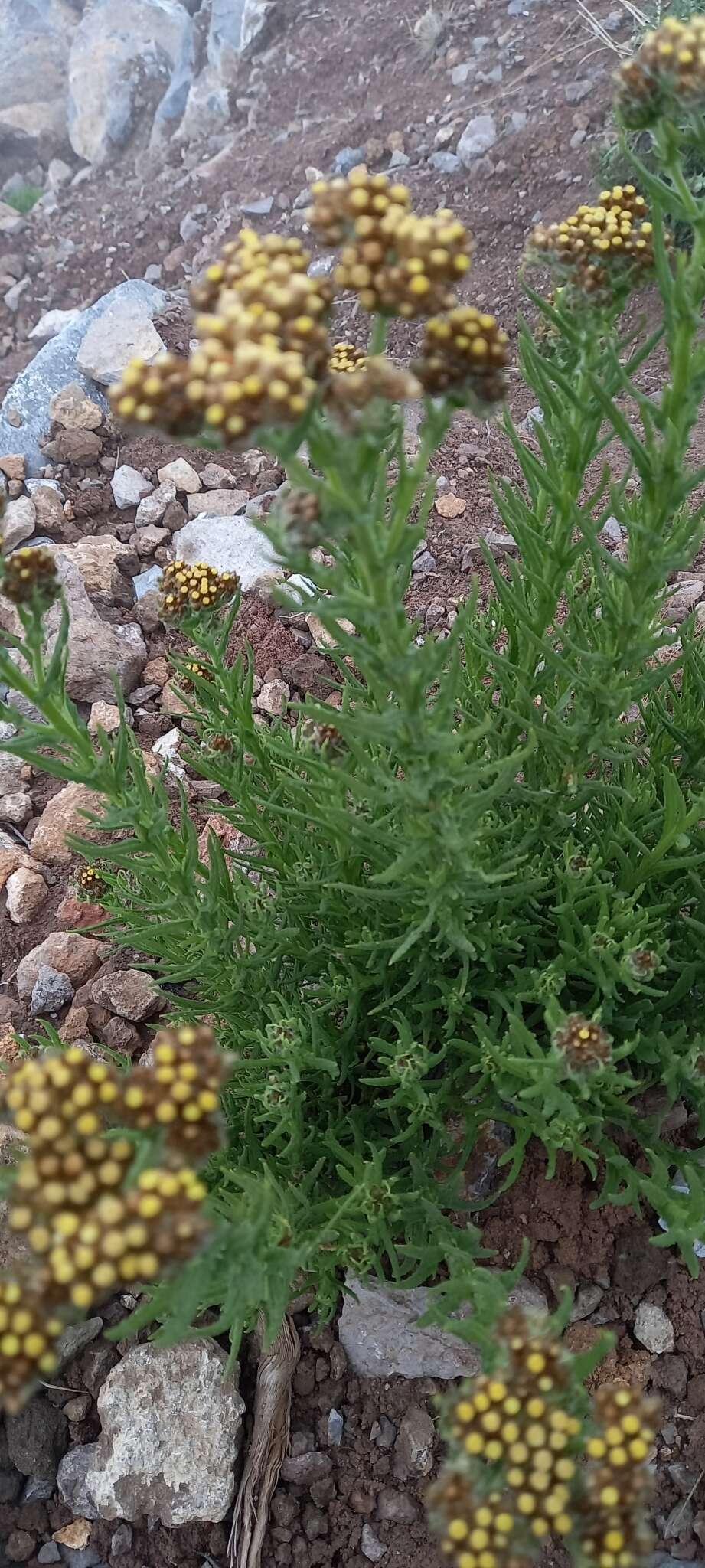 Image of Dominican cudweed